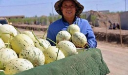 瓜州县免费吃瓜,免费瓜果盛宴，共享甜蜜时光